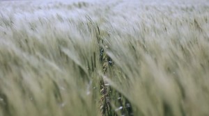 Capture herbes
